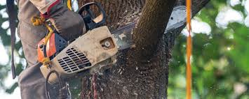  Bunnell, FL Tree Services Pros