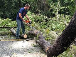 How Our Tree Care Process Works  in  Bunnell, FL