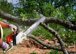 Tree and Shrub Care in Bunnell, FL